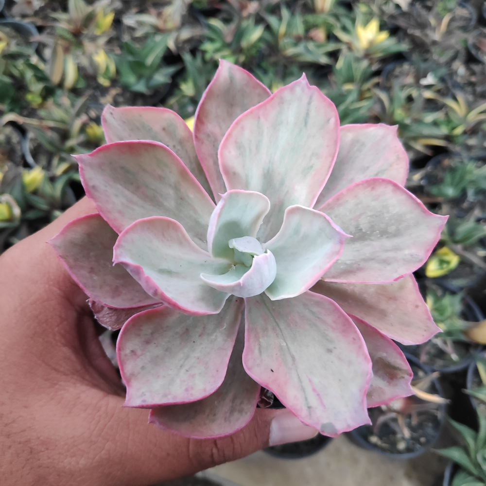 kaktus.id