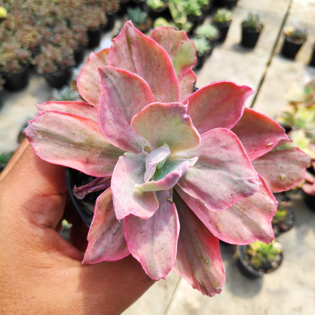 kaktus.id