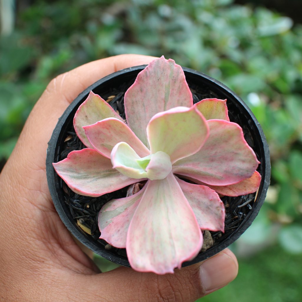 kaktus.id