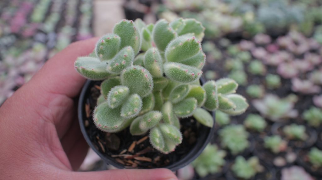 kaktus.id
