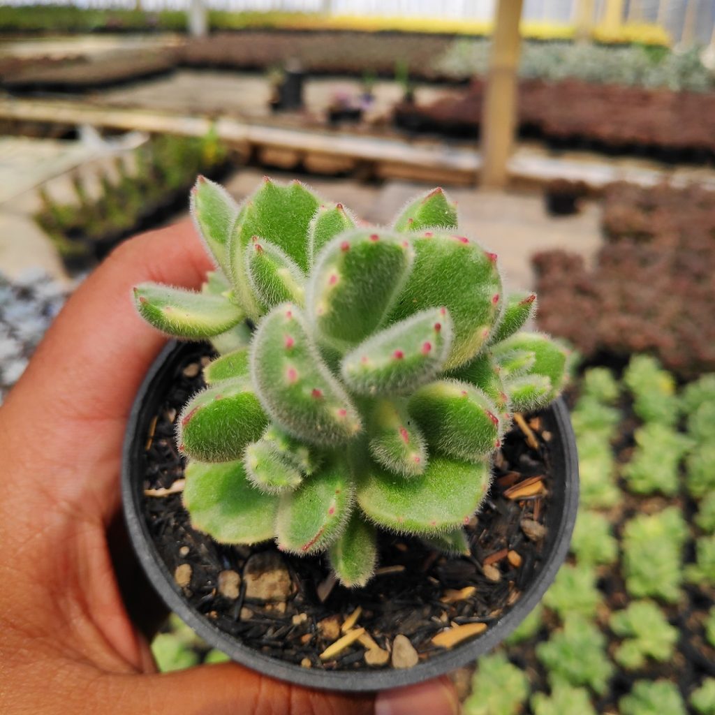 kaktus.id