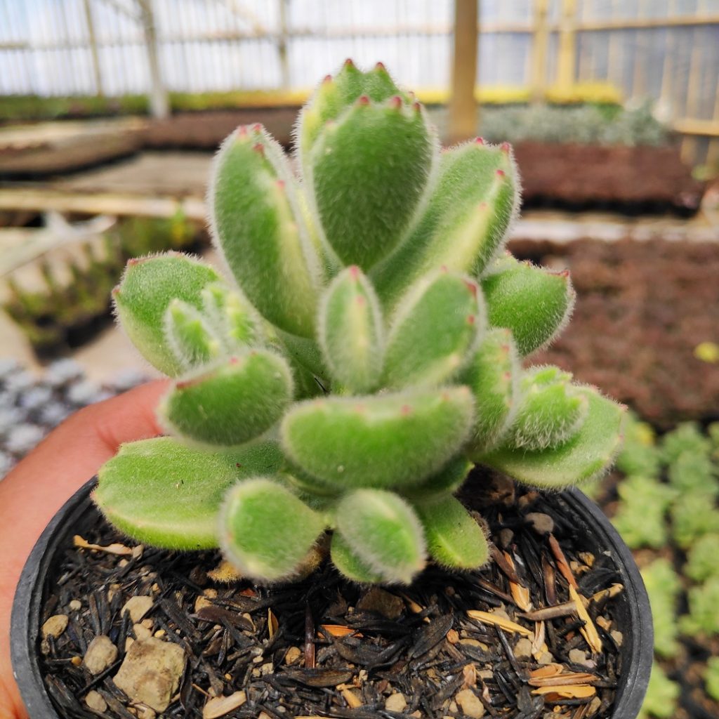kaktus.id