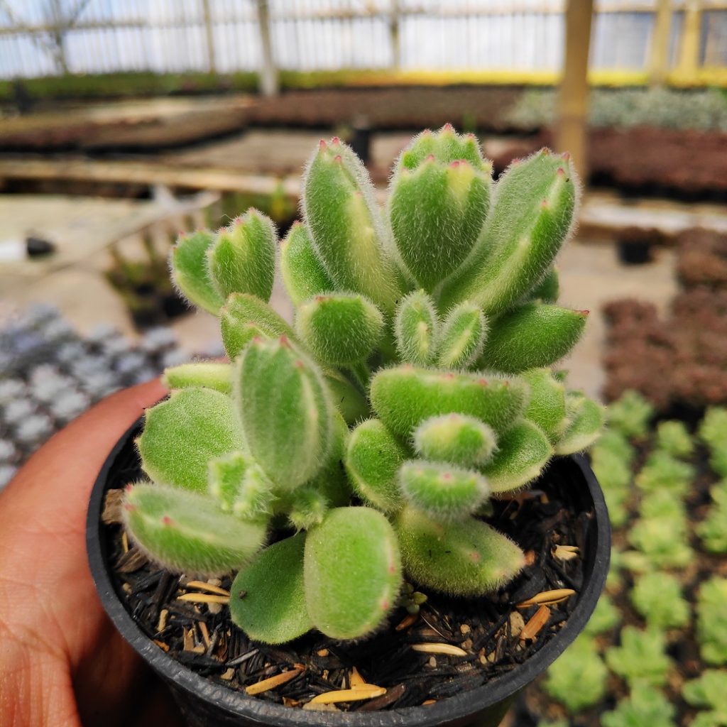 kaktus.id