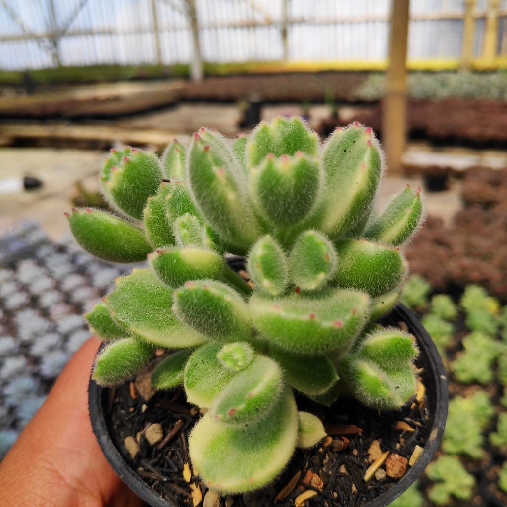 kaktus.id