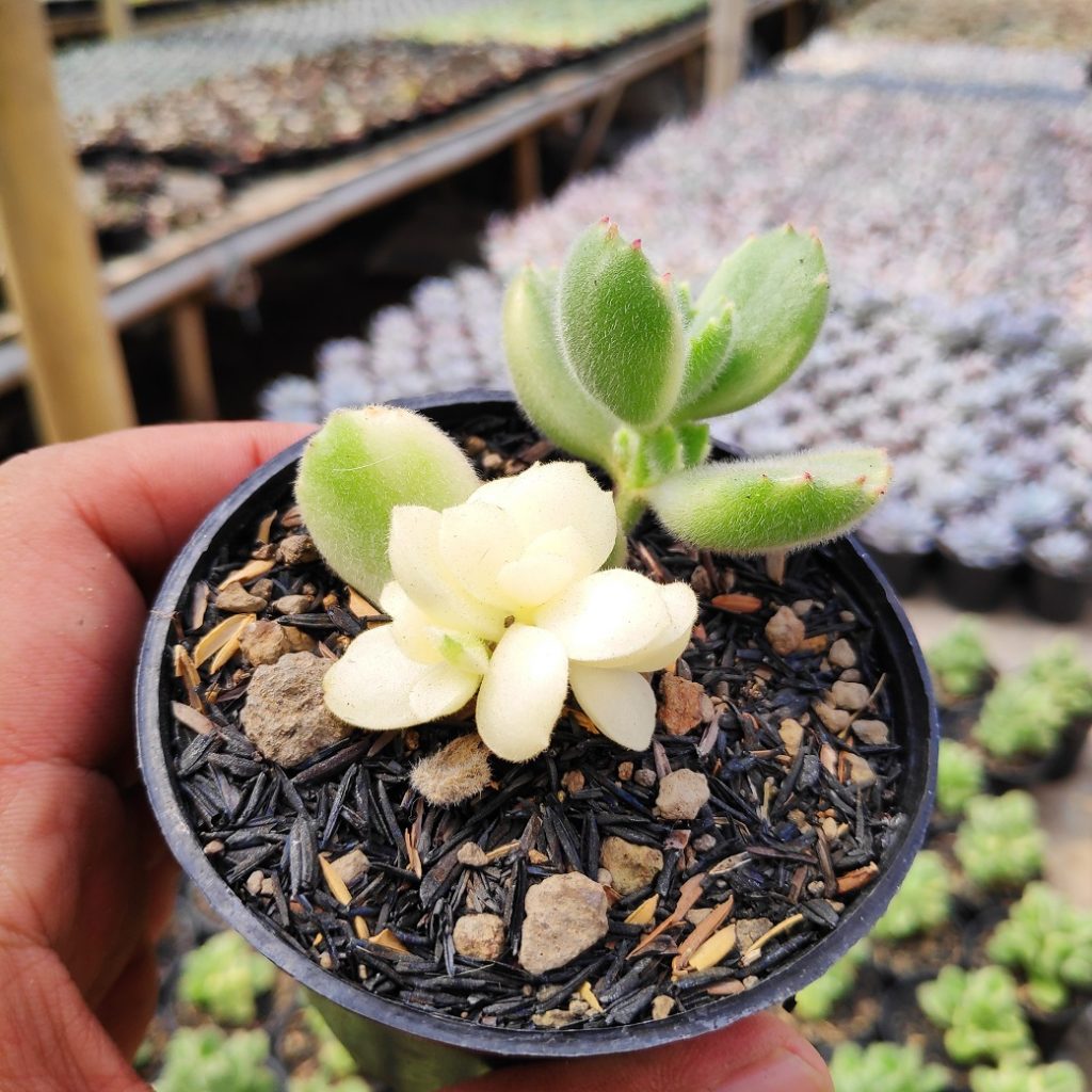 kaktus.id