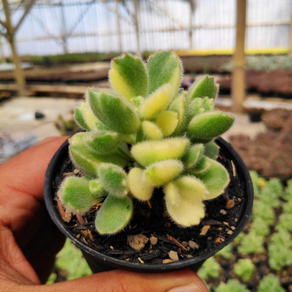 kaktus.id