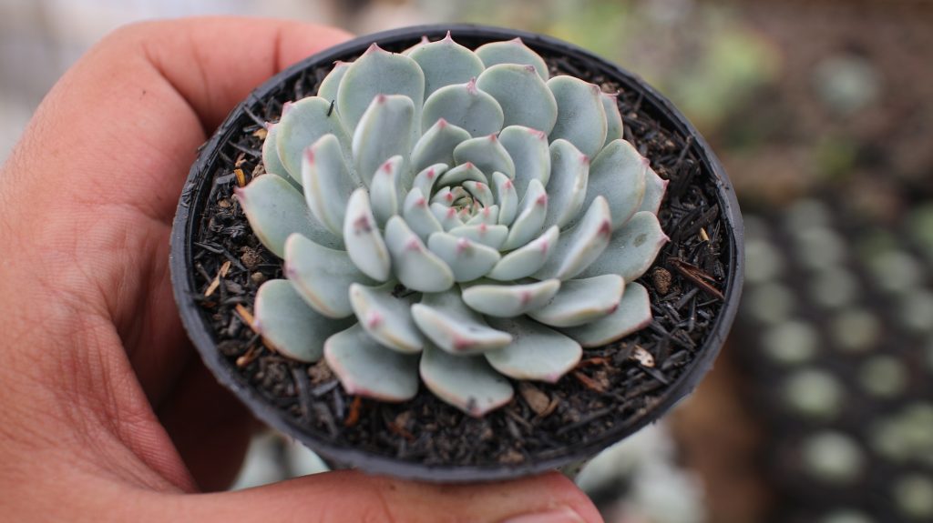 kaktus.id
