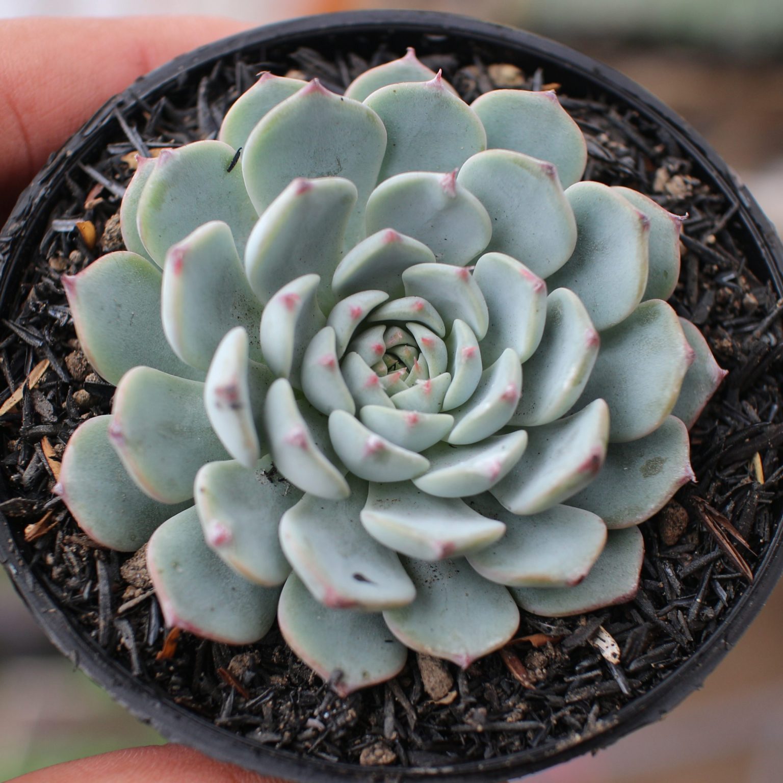 Ecehveria Blue Minima
