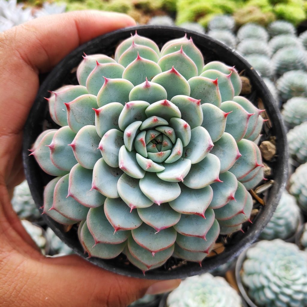 kaktus.id