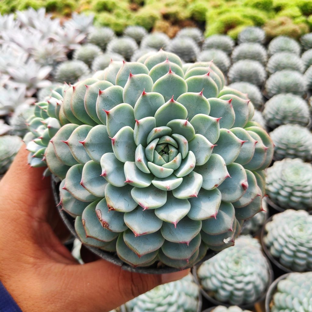 kaktus.id