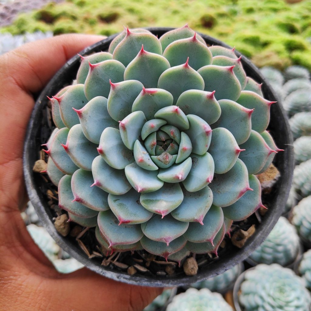 kaktus.id