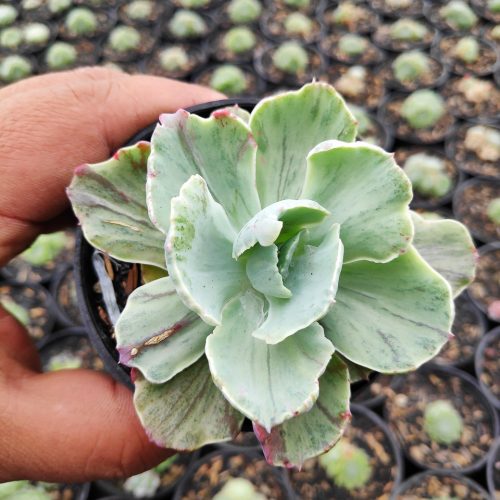 Echeveria Chantilly Mutation, real gallery image #7 plants. Picture taken directly from kaktus.id community Echeveria farmer green houses.