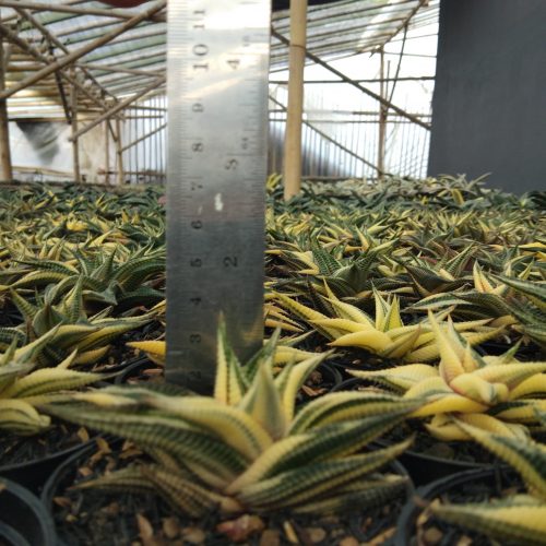 Haworthia Limifolia Variegated, real gallery image #17 plants. Picture taken directly from kaktus.id community Haworthia farmer green houses.