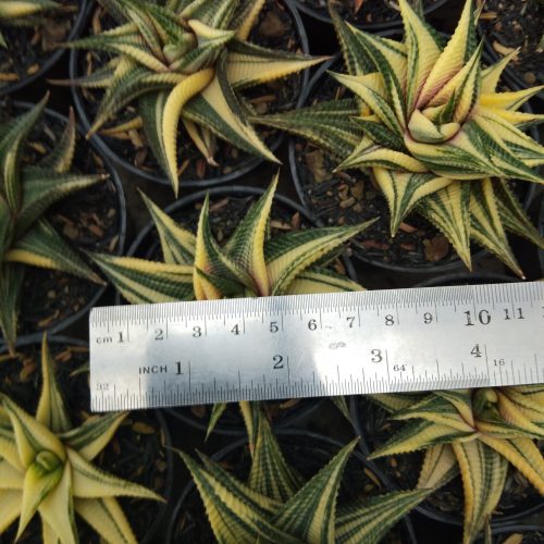 Haworthia Limifolia Variegated, real gallery image #18 plants. Picture taken directly from kaktus.id community Haworthia farmer green houses.