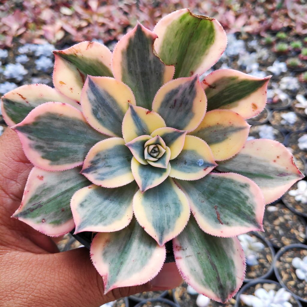 kaktus.id