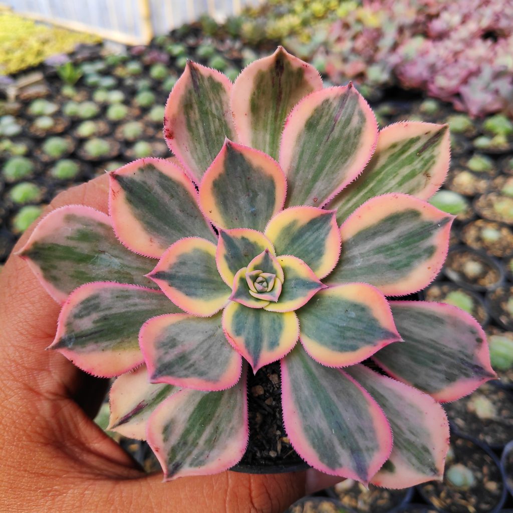 kaktus.id