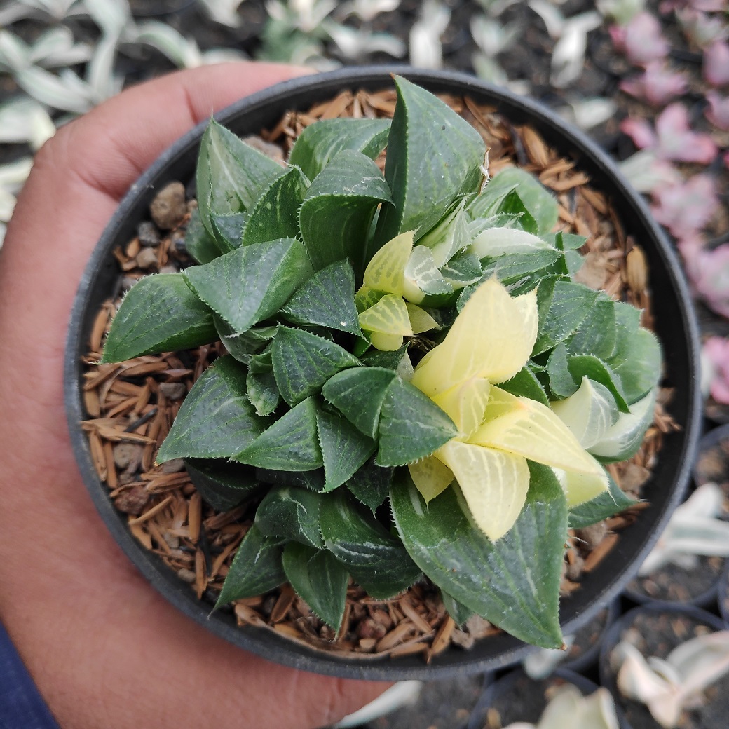 186. Haworthia Magnifica Variegated (1)
