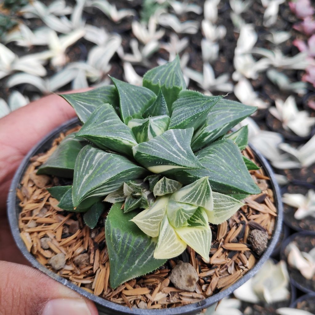 kaktus.id