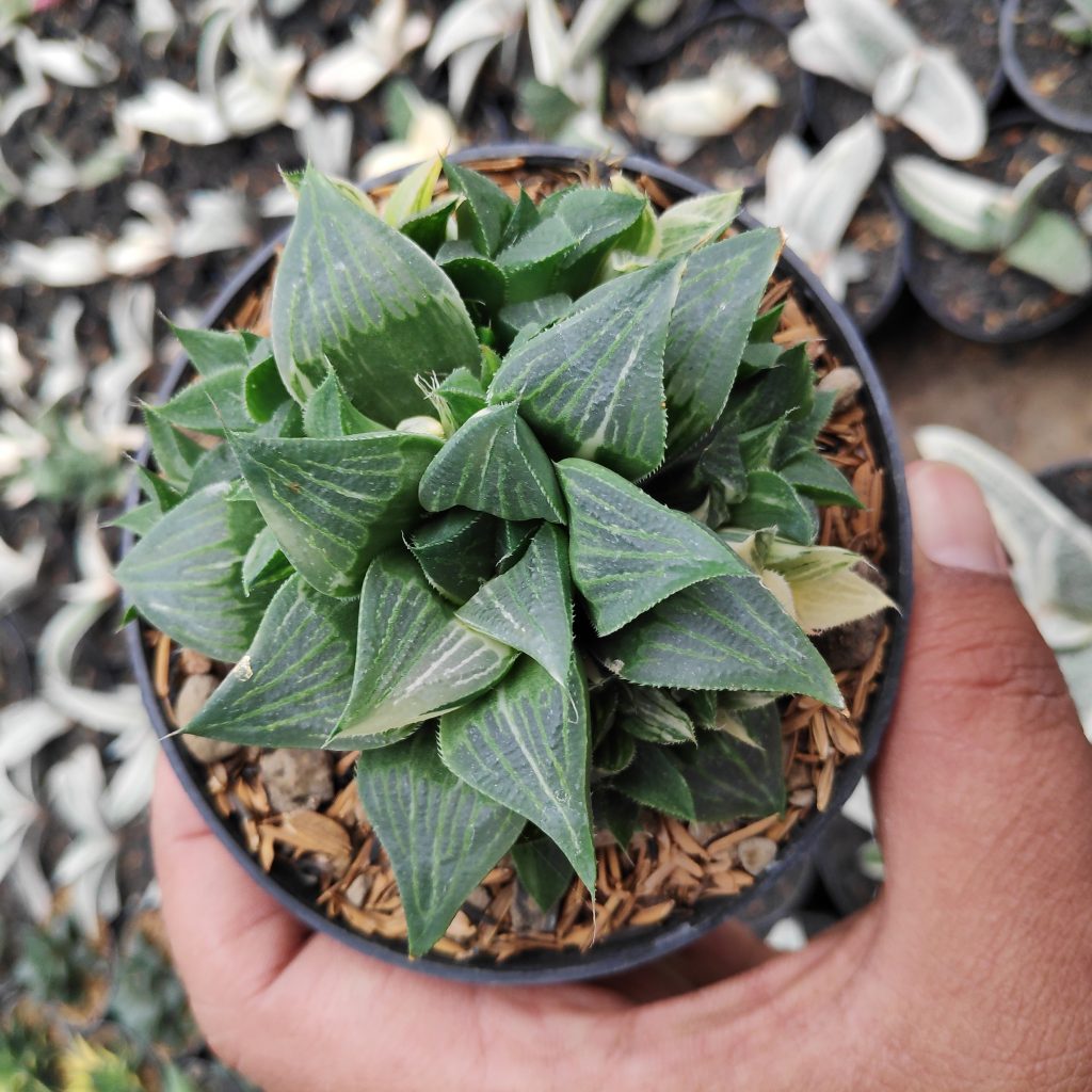 kaktus.id