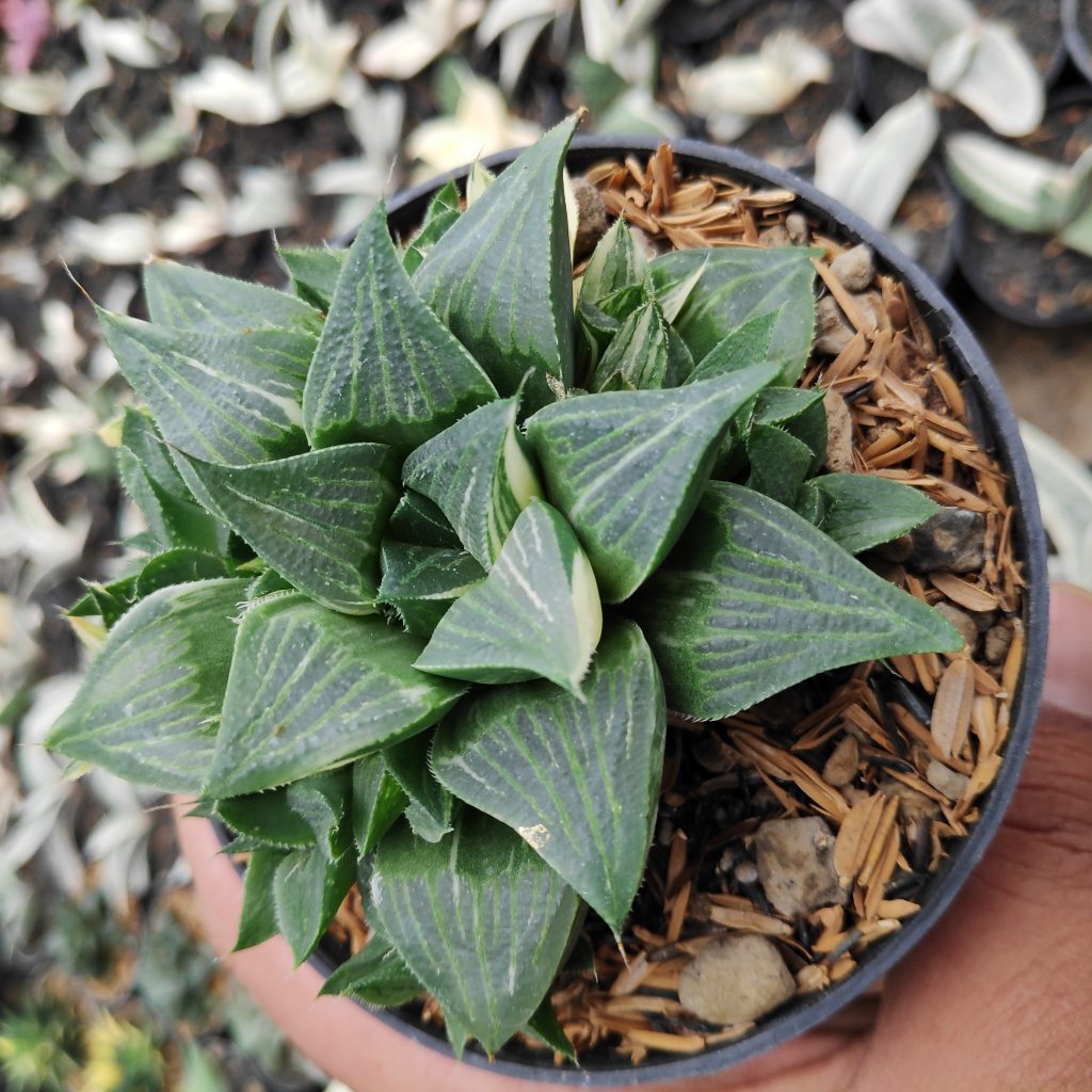 kaktus.id