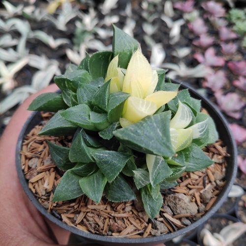 Haworthia Magnifica Variegated, real gallery image #9 plants. Picture taken directly from kaktus.id community Haworthia farmer green houses.