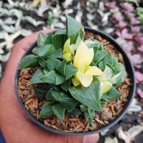 Haworthia Magnifica Variegated, real gallery image #11 plants. Picture taken directly from kaktus.id community Haworthia farmer green houses.