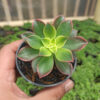 Aeonium Kiwi, real gallery image #1 plants. Picture taken directly from kaktus.id community Aeonium farmer green houses.
