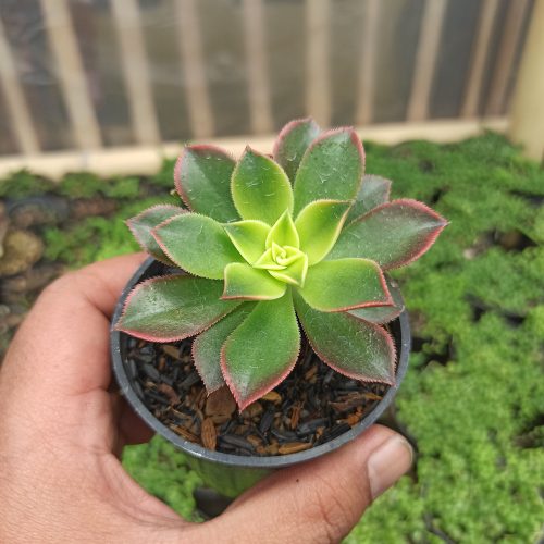 Aeonium Kiwi, real gallery image #2 plants. Picture taken directly from kaktus.id community Aeonium farmer green houses.