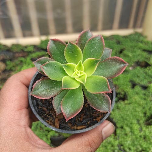 Aeonium Kiwi, real gallery image #4 plants. Picture taken directly from kaktus.id community Aeonium farmer green houses.