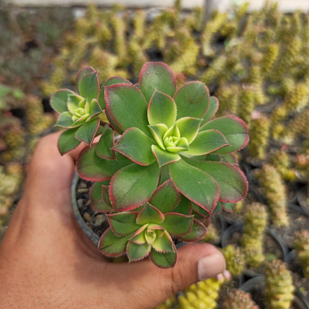kaktus.id