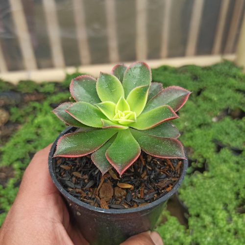 Aeonium Kiwi, real gallery image #3 plants. Picture taken directly from kaktus.id community Aeonium farmer green houses.