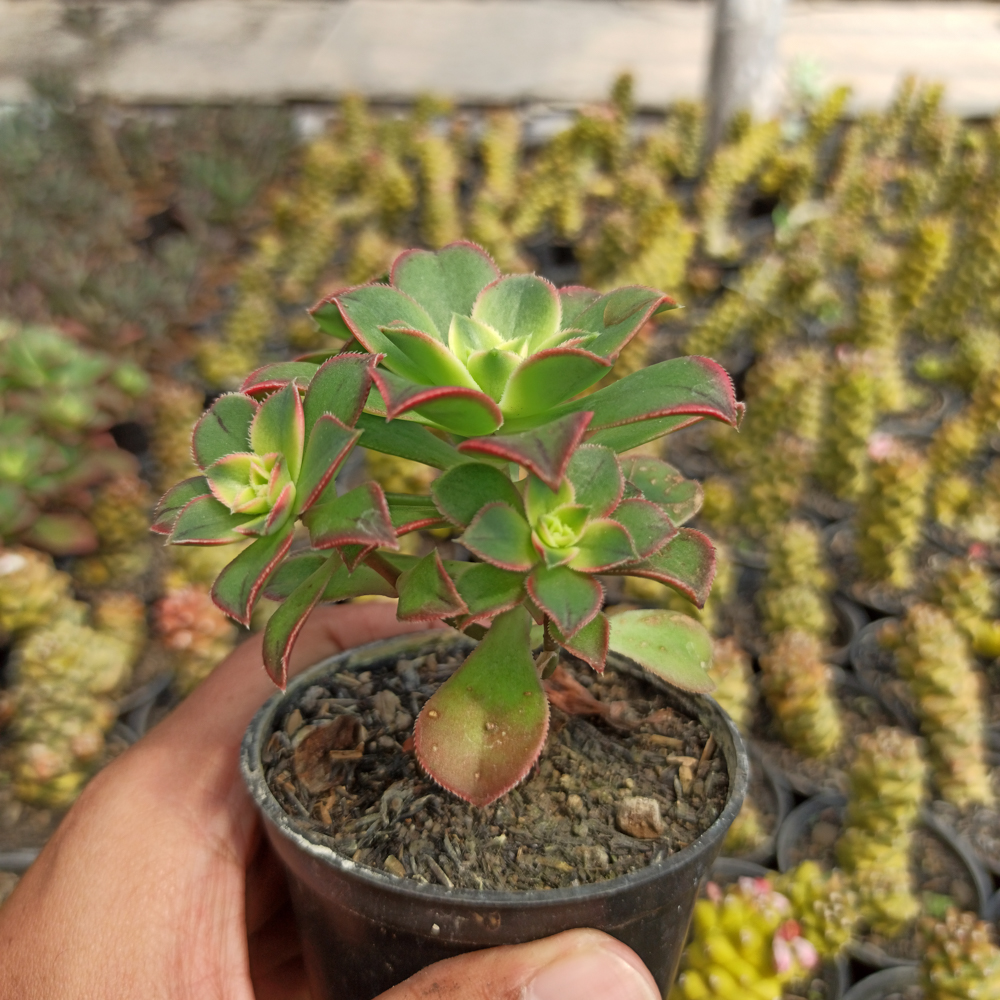 kaktus.id
