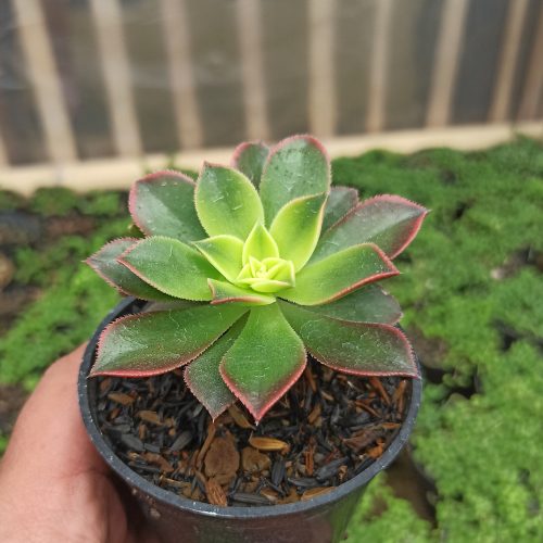 Aeonium Kiwi, real gallery image #5 plants. Picture taken directly from kaktus.id community Aeonium farmer green houses.