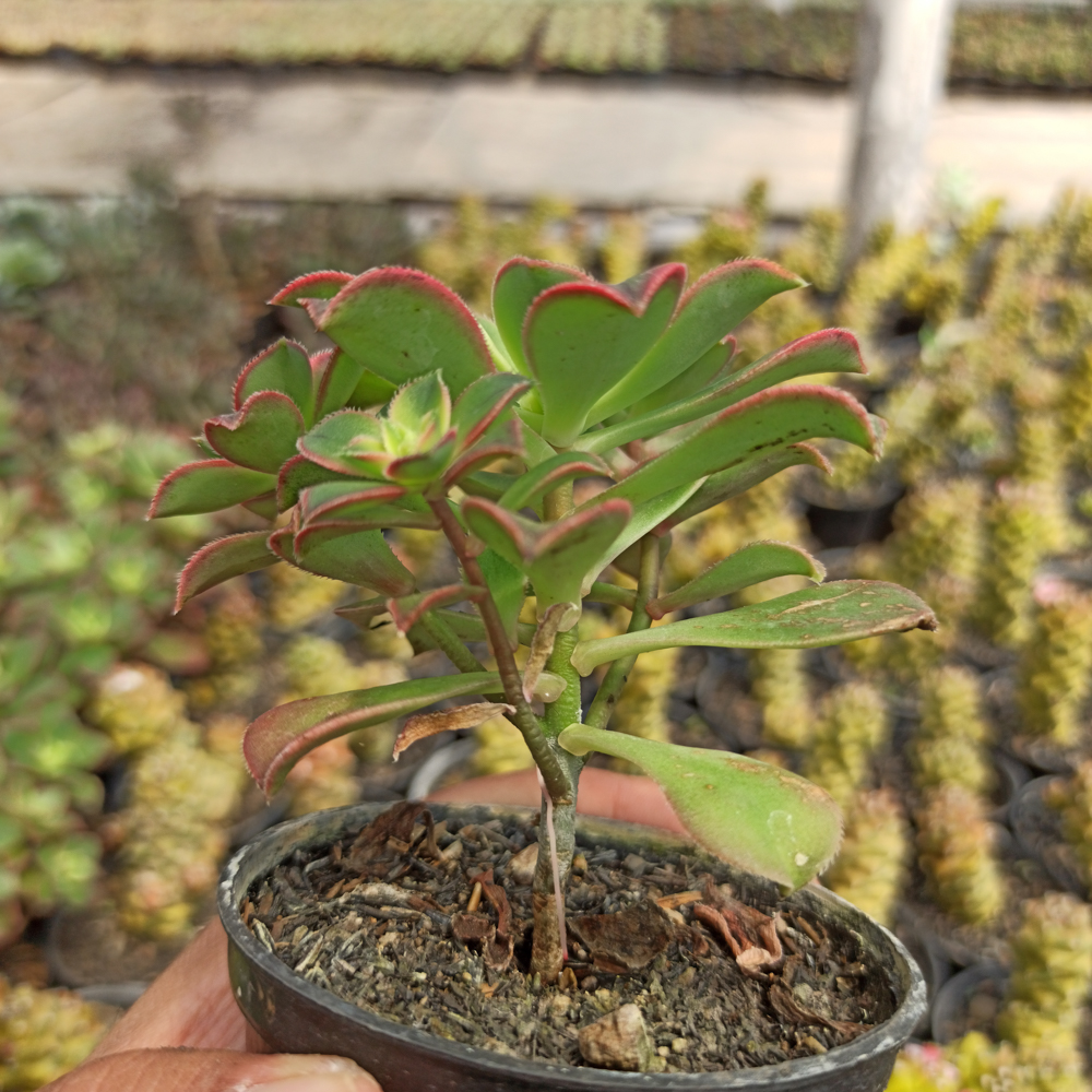 kaktus.id