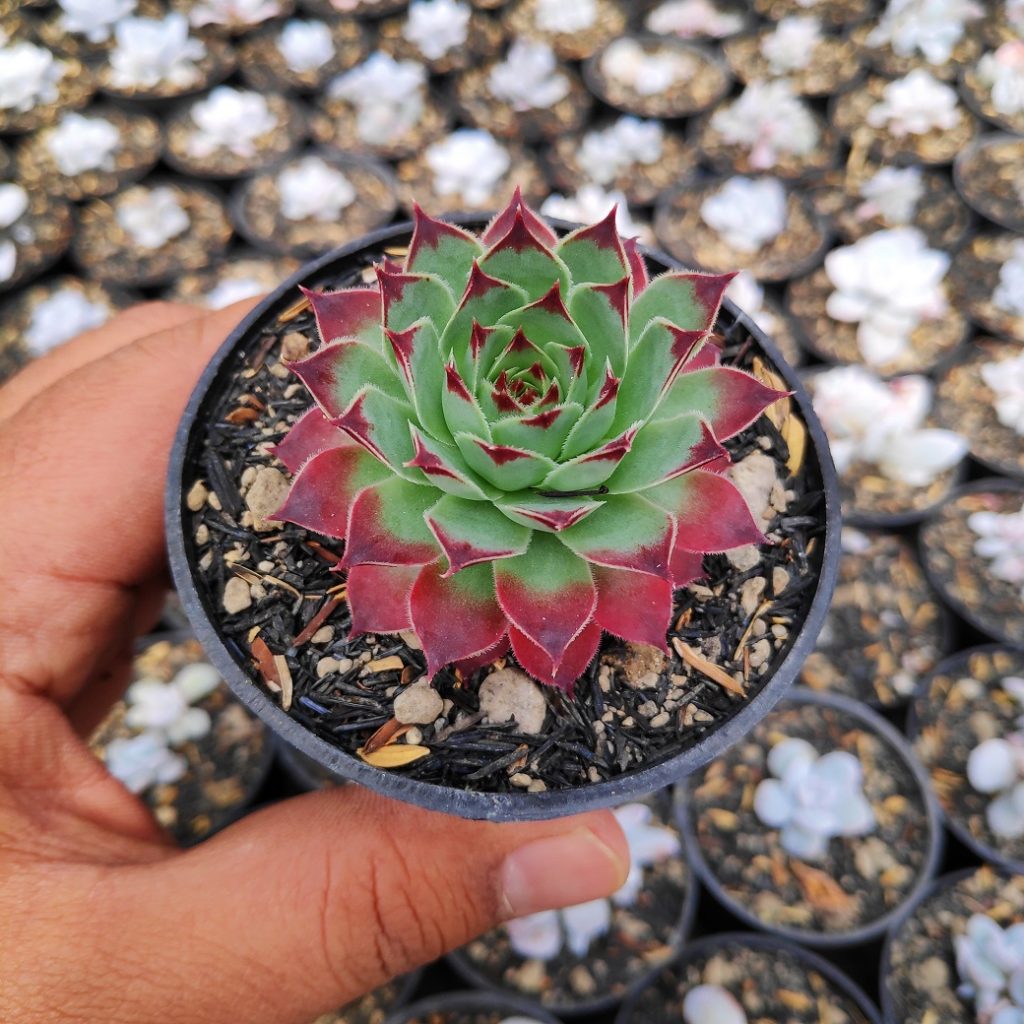 kaktus.id