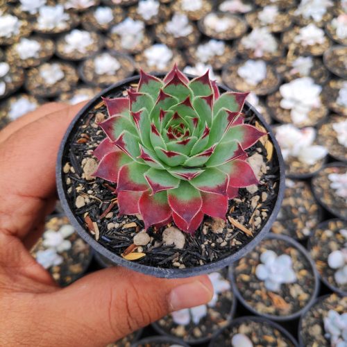 190. Sempervivum Tectorum Var. Calcareum 'Fire Dragon'
