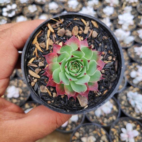 Sempervivum Tectorum Var. Calcareum 'Fire Dragon', real gallery image #5 plants. Picture taken directly from kaktus.id community Sempervivum farmer green houses.
