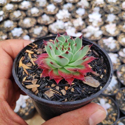 Sempervivum Tectorum Var. Calcareum 'Fire Dragon', real gallery image #4 plants. Picture taken directly from kaktus.id community Sempervivum farmer green houses.