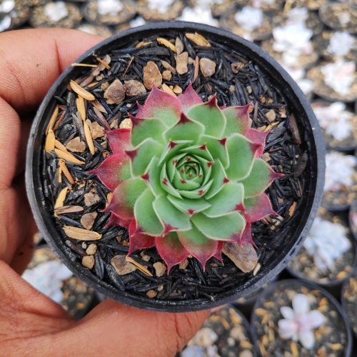 Sempervivum Tectorum Var. Calcareum 'Fire Dragon', real gallery image #3 plants. Picture taken directly from kaktus.id community Sempervivum farmer green houses.