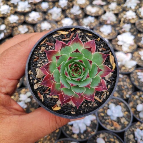 Sempervivum Tectorum Var. Calcareum 'Fire Dragon', real gallery image #2 plants. Picture taken directly from kaktus.id community Sempervivum farmer green houses.