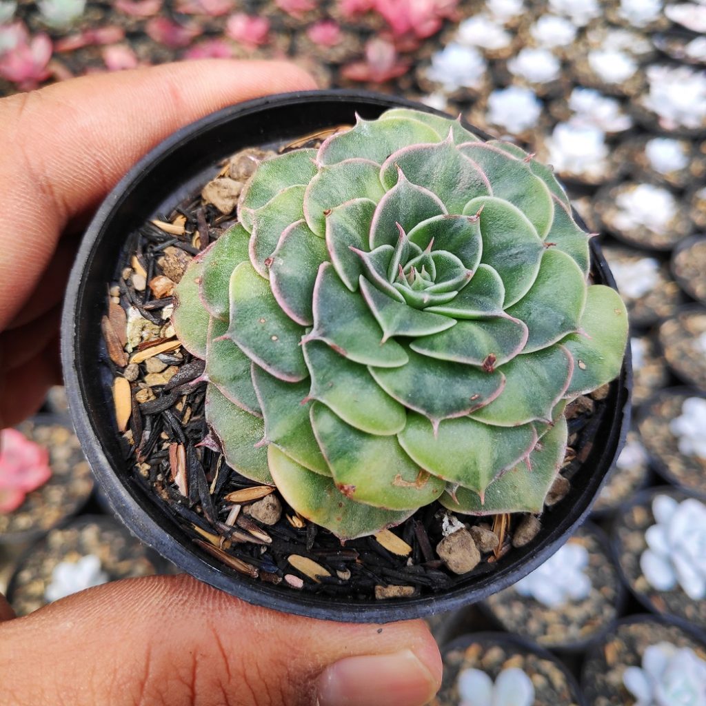 kaktus.id