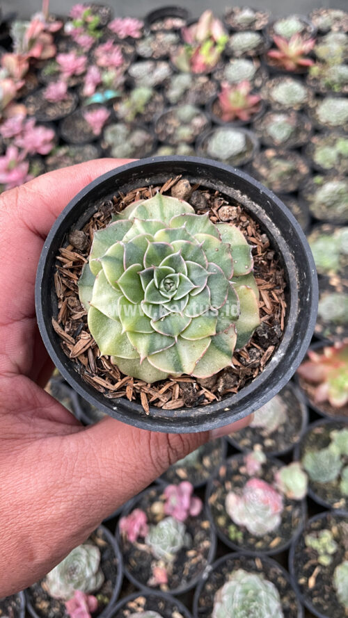 Graptopetalum Bellum Lite Variegated, real gallery image #20 plants. Picture taken directly from kaktus.id community Graptopetalum farmer green houses.