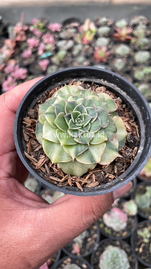 Graptopetalum Bellum Lite Variegated, real gallery image #11 plants. Picture taken directly from kaktus.id community Graptopetalum farmer green houses.