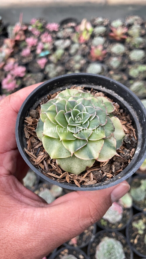 Graptopetalum Bellum Lite Variegated, real gallery image #10 plants. Picture taken directly from kaktus.id community Graptopetalum farmer green houses.