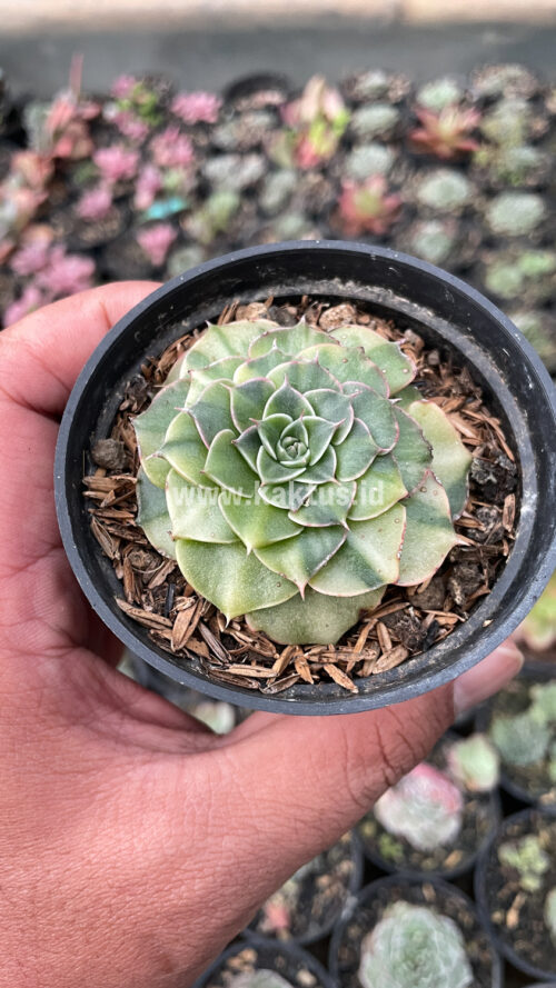 Graptopetalum Bellum Lite Variegated, real gallery image #9 plants. Picture taken directly from kaktus.id community Graptopetalum farmer green houses.