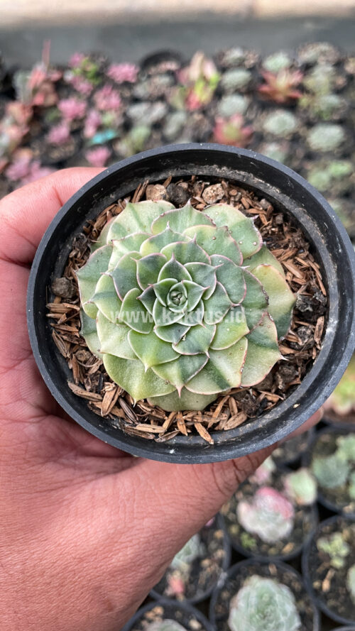 Graptopetalum Bellum Lite Variegated, real gallery image #8 plants. Picture taken directly from kaktus.id community Graptopetalum farmer green houses.