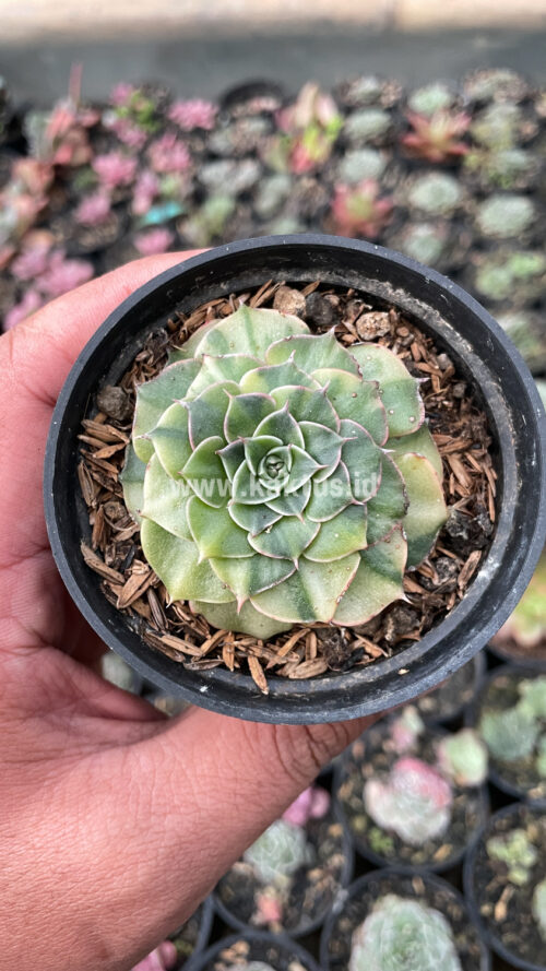 Graptopetalum Bellum Lite Variegated, real gallery image #7 plants. Picture taken directly from kaktus.id community Graptopetalum farmer green houses.