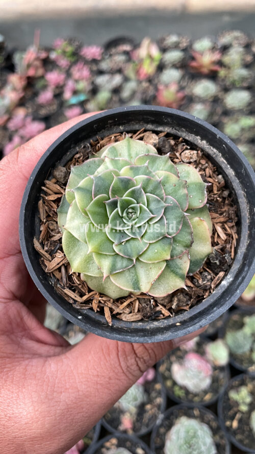 Graptopetalum Bellum Lite Variegated, real gallery image #6 plants. Picture taken directly from kaktus.id community Graptopetalum farmer green houses.