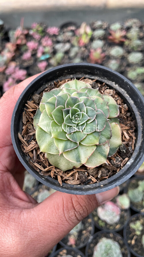 Graptopetalum Bellum Lite Variegated, real gallery image #5 plants. Picture taken directly from kaktus.id community Graptopetalum farmer green houses.