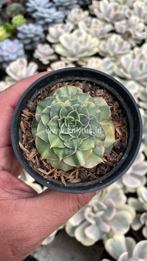 Graptopetalum Bellum Lite Variegated, real gallery image #4 plants. Picture taken directly from kaktus.id community Graptopetalum farmer green houses.